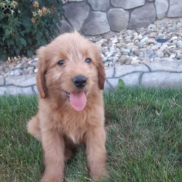 Biscuit, Mini Goldendoodle Puppy